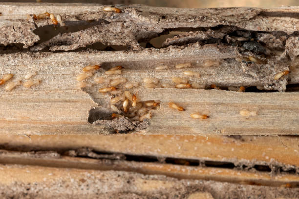 Best Wasp Removal Services  in Discovery Bay, CA